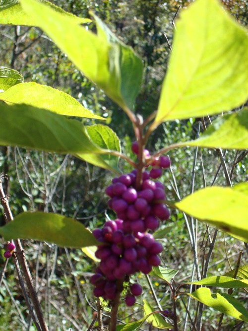 Flower Cluster