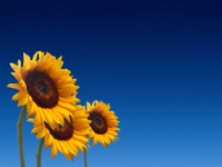Sunflowers website
